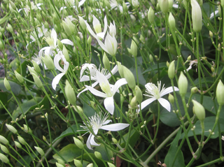 Clematis terniflora 2.jpg