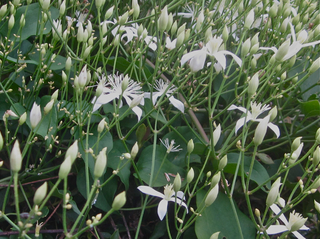 Clematis terniflora 4.jpg