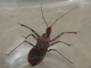 アカサシガメ3.jpg