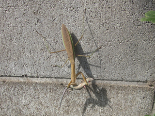 カマキリ1.jpg