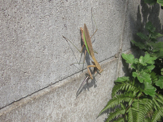 カマキリ2.jpg