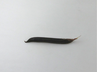 カラスノエンドウ実1.jpg